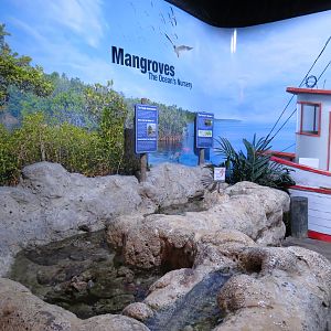 Amazing Invertebrates - Touchtank Exhibit