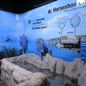 Amazing Invertebrates - Horseshoe Crab Touchtank Exhibit