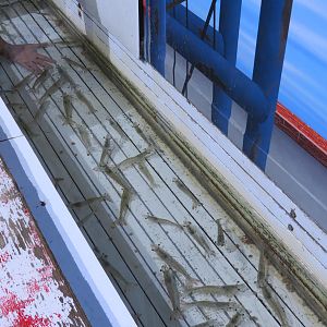 Amazing Invertebrates - Shrimp Touchtank Exhibit