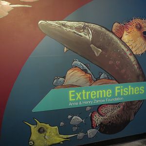 Extreme Fishes - Sign
