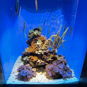 Extreme Fishes - Shrimpfish Exhibit