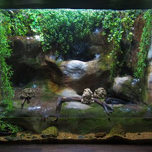 Extreme Fishes - African Mudskipper Exhibit