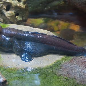 Extreme Fishes - African Mudskipper Exhibit