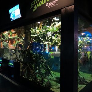 Extreme Fishes - Extreme Amazon Exhibit