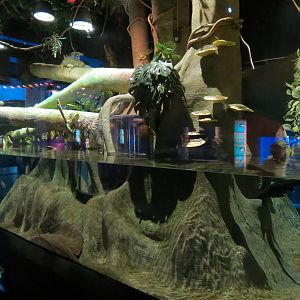 Extreme Fishes - Extreme Amazon Exhibit