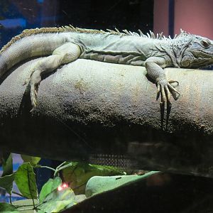 Extreme Fishes - Extreme Amazon Exhibit - Common Iguana