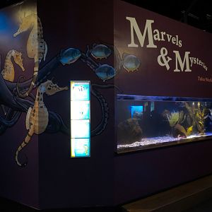 Marvels & Mysteries - Pot-bellied Seahorse Exhibit