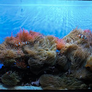 Marvels & Mysteries - Clown Anemonefish and Rose Bubble-tip Anemone Exhibit