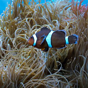 Marvels & Mysteries - Clown Anemonefish and Rose Bubble-tip Anemone Exhibit