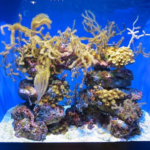 Marvels & Mysteries - Banggai Cardinalfish Exhibit