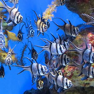 Marvels & Mysteries - Banggai Cardinalfish Exhibit