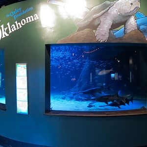 Aquatic Oklahoma - Blue Sucker and Others Exhibit