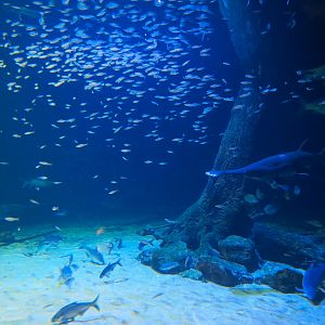 Aquatic Oklahoma - Blue Sucker and Others Exhibit