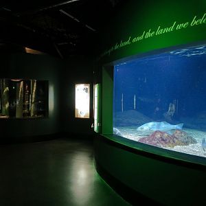Aquatic Oklahoma - Longnose Gar and Others Exhibit