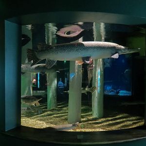 Aquatic Oklahoma - Alligator Gar and Others Exhibit