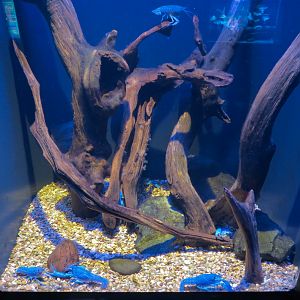 Aquatic Oklahoma - Electric Blue Crawfish Exhibit