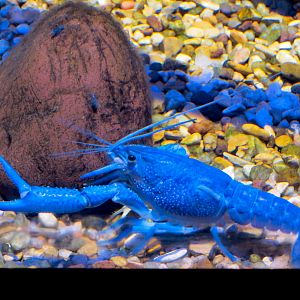 Aquatic Oklahoma - Electric Blue Crawfish Exhibit