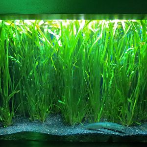 Aquatic Oklahoma - Grass Pickerel Exhibit