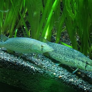 Aquatic Oklahoma - Grass Pickerel Exhibit