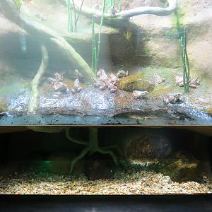 Aquatic Oklahoma - Leopard Frog Exhibit