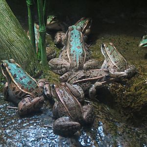 Aquatic Oklahoma - Leopard Frog Exhibit