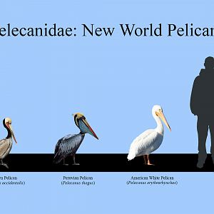 New World Pelicans Size Chart