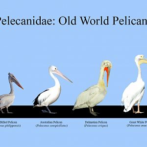 Old World Pelicans Size Chart
