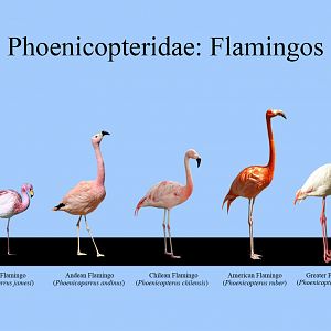 Flamingos Size Chart