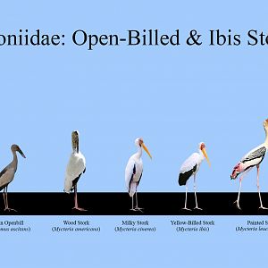 Open-Billed & Ibis Storks Size Chart