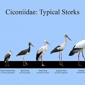 Typical Storks Size Chart