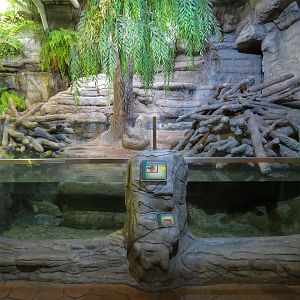 Ozark Stream - American Beaver Exhibit