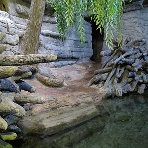 Ozark Stream - American Beaver Exhibit