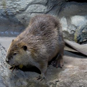 Ozark Stream - American Beaver Exhibit
