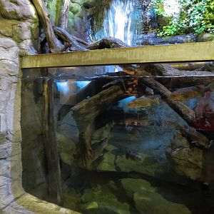 Ozark Stream - Chub and Smallmouth Bass Exhibit