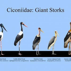 Giant Storks Size Chart