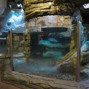 Ozark Stream - North American River Otter Exhibit