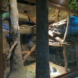 Ozark Stream - Raccoon Exhibit