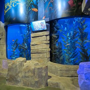 The Ecozone - Kelp Forest