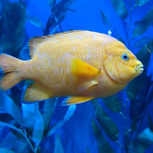 The Ecozone - Kelp Forest - Garibaldi