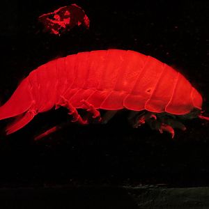The Ecozone - Discovery Caves - Giant Isopod