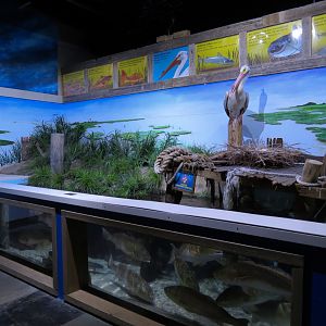 The Ecozone - Coastal Marsh Exhibit