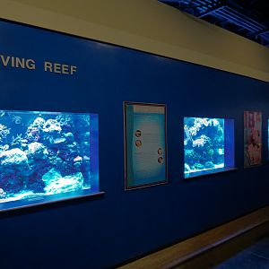 The Ecozone - The Living Reef Exhibits