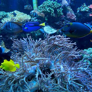 The Ecozone - The Living Reef Exhibits