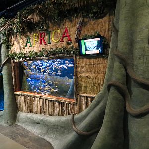 The Ecozone - African Cichlids Exhibit