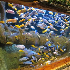 The Ecozone - African Cichlids Exhibit