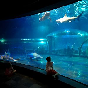 Shark Adventure - Bull Shark and Nurse Shark Exhibit