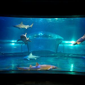 Shark Adventure - Bull Shark and Nurse Shark Exhibit