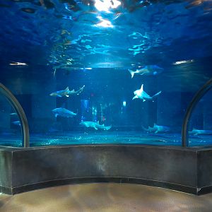 Shark Adventure - Bull Shark and Nurse Shark Exhibit