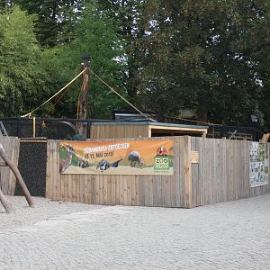 Construction of new walk-through Budgerigar aviary