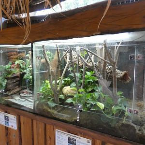 Amazon Milk Frog and Blue Poison Dart Frog exhibits
